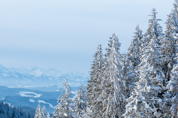 winter forest in Emmental, Switzerland