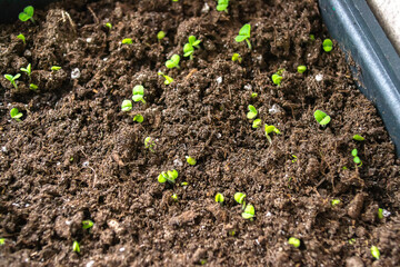 paprika plants in pots on window sill. selective focus.