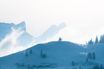 lonely tree on top of a snowy hill with Schreckhorn in the background