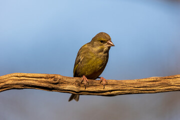 European greenfinch on tree branch