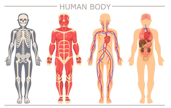 Human body structure set. Skeleton, muscular system blood system with arteries, veins, human organs, liver, brain, bladder vector illustration for medical anatomy, biology, science concept