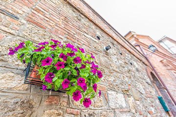Chiusi, Italy closeup of stone wall wide angle view of historic old building in town village in summer with purple petunia flowers