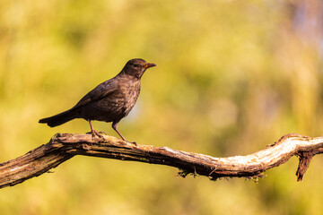 Common blackbird on tree branch