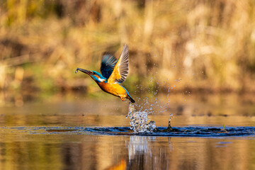 Kingfisher with prey just out of the water