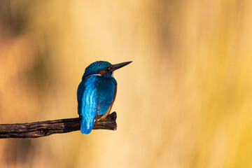 Kingfisher on a tree branch