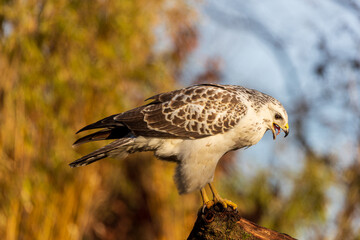 Blonde Common Buzzard with prey on tree trunk