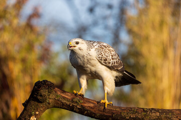 Blonde Common Buzzard on tree branch ready to fly away