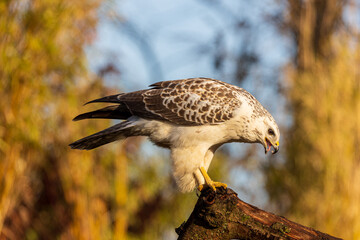 Common buzzard on tree trunk with open beak