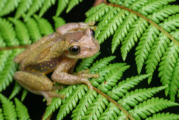 Meadow Treefrog (Isthmohyla pseudopuma) - San Jose de la Montana, Costa Rica