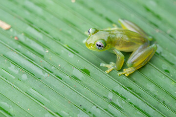 Dwarf Glassfrog (Teratohyla spinosa) - Limon, Costa Rica