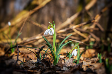 Snowdrops floor in the forest 