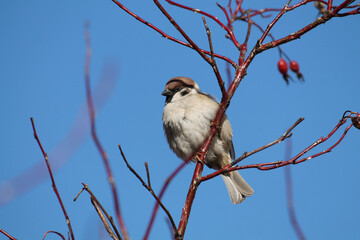 Eurasian tree sparrow (Passer montanus) sitting on dog-rose branch against blue sky, Belarus