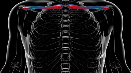 Human skeleton anatomy Clavicle Bones 3D Rendering