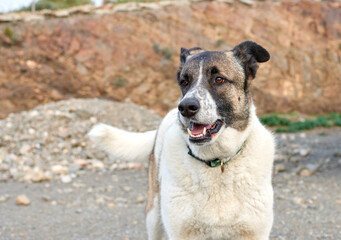 A cute mongrel dog running with an open mouth