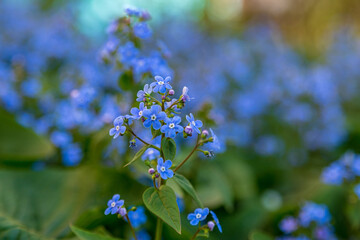 Fresh forget-me-not (Myosotis sylvatica)flowers in the garden.