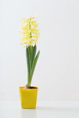 hyacinth flowers in plastic pot on white background