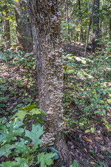 Bracket fungi on a tree trunk