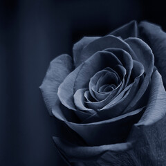Rosebud, close-up, dark blue background. Rosebud on a dark blue background. 