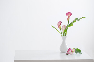 pink calla lily in vase  on white background