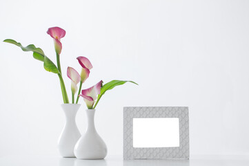 frame and pink calla lily in vase  on white background
