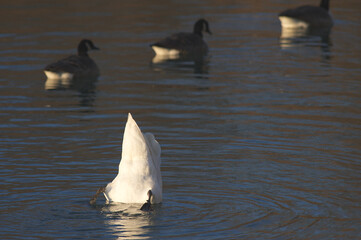 Fototapeta premium Cygne 