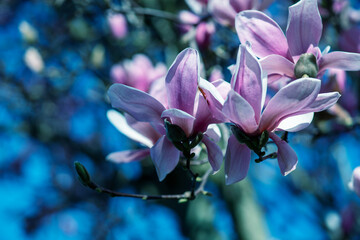 Fototapeta na wymiar Flowers of Magnolia tree against blue sky in spring season