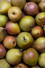 Homegrown organic pears grouped together against a white backdrop