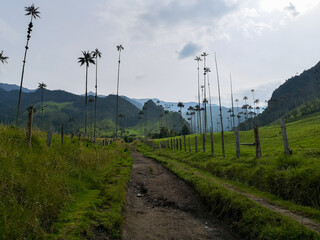 Walking path by the Wax palm trees (Ceroxylon quindiuense) in Cocora Valley - Salento, Colombia