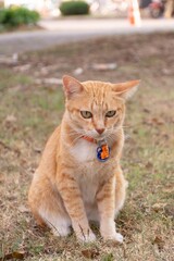 An orange cat in the garden.