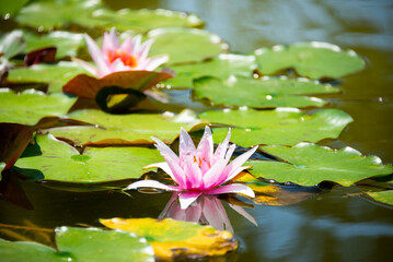 Beautiful pink water lily or lotus flower in pond