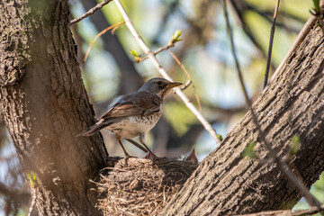 Thrush fieldfare, Turdus pilaris, in a nest with chicks