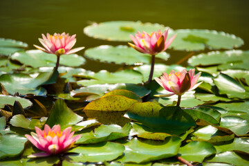 Beautiful pink water lily or lotus flower in pond
