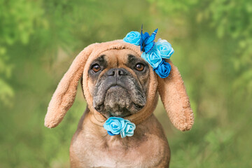 Cute French Bulldog dressed up as easter bunny with brown ears with blue flowers and butterflies on green background