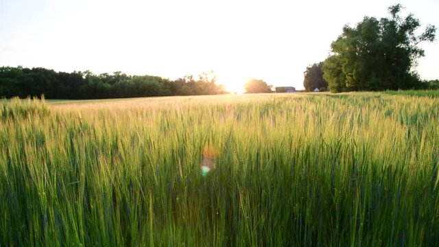 Beautiful field with young rye at sunset, Russia