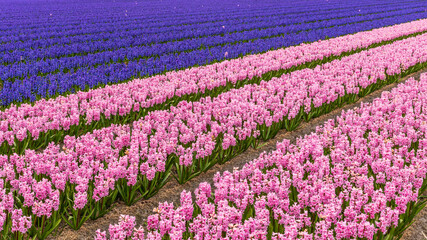 A Dutch hyacinth field with rows of purple and pink hyacinths in bloom.