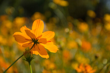 yellow flower in the garden.