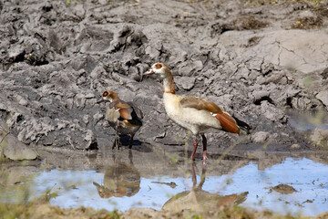 A pair of Egyptian Goose, Alopochen aegyptiacus, stand on the banks of the Chobe River, Botswana
