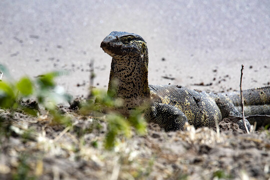 Nile monitor, Varanus niloticus, looking for food on the banks of the Chobe River, Botswana