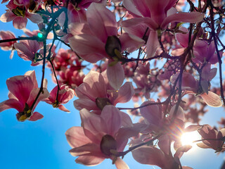 Flowers of Magnolia tree against blue sky in spring season