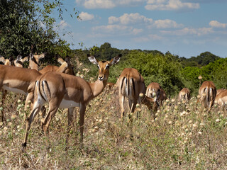 Naklejka na ściany i meble Herd of Black-faced Impala, Aepyceros melampus petersi, grazing on tall grass, Botswana