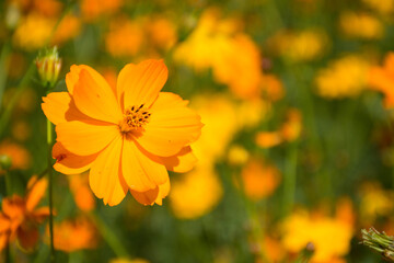 yellow flowers in the garden.