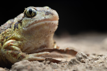 Common Spadefoot Toad (Pelobates fuscus) - Rheinland Pfalz, Germany