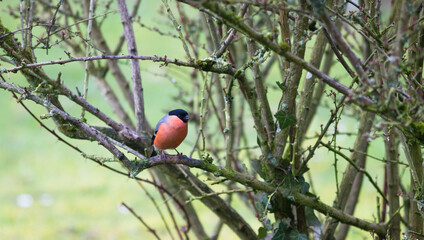 one bullfish, red bird from Europe, standing on branch