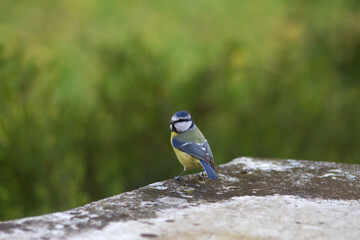 beautiful blue tit, yellow throat and blue feather bird from Europe