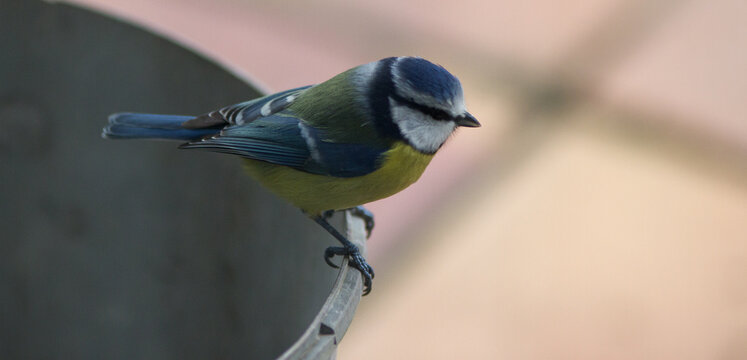 Birdwatching From Home: Little Blue Tit, Cyanistes Caeruleus Bird Perched