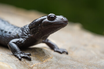 Alpine Salamander (Salamandra atra) - Switzerland