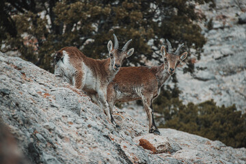 Goat. Animal wildlife in the middle of nature, in the mountains