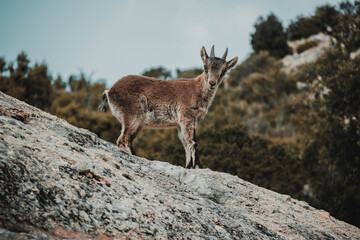 white deer