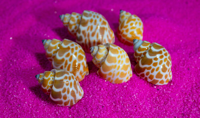 Shells