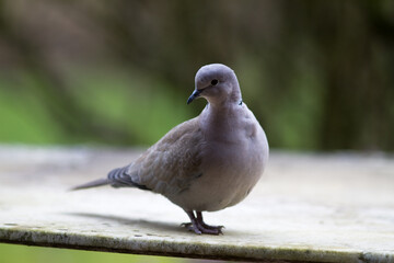 collared turtle-dove standing over blurred green natural background